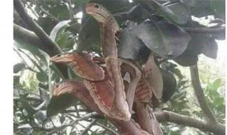 世界上有三头蛇吗 世界上有三头蛇吗